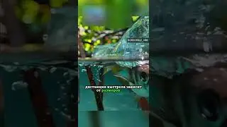 Рыба стрелок😱