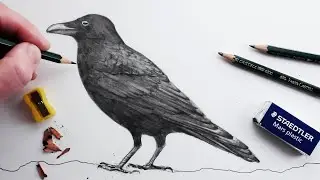 How to Draw a Crow: Realistic Pencil Drawing for Beginners