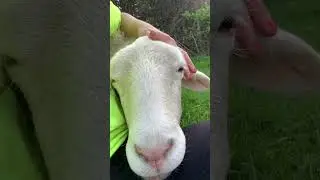 Rescued sheep is cuddling her favorite human!