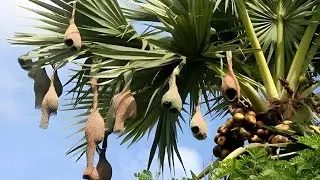 বাবুই পাখির দূর্লভ বাসা ।। The Very Rare Of Weaver Bird Nest