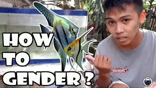 How to Gender Angelfish | Free Giveaways