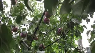 Дача. Яблоня 