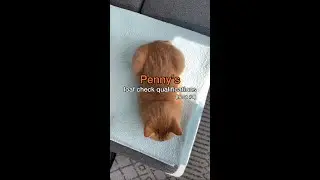 Cat Olympics - Loaf Check Heat #1