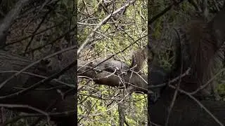 Wildlife in Central Park 