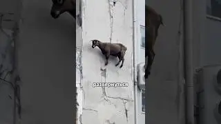 Безумный скилл горных козлов #амитеш #животные #козел