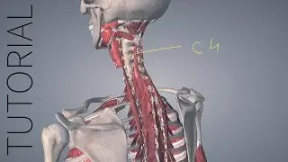 Pen and Share - Essential Anatomy 5 Tutorial