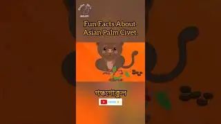 Asian Palm Civet / গন্ধগোকুল / ভাম বেড়াল