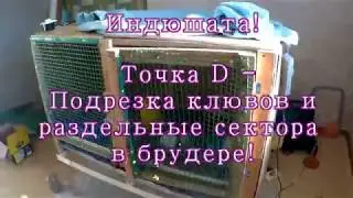 Точка D - Подрезка клювов и раздельные сектора в брудере!