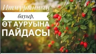 Итмұрынның ағзаға пайдасы#итмұрын қазақша