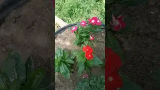 Цветы для клумбы и Хорошая песня🌺🌺🌺#огород #сад #цветы #дача