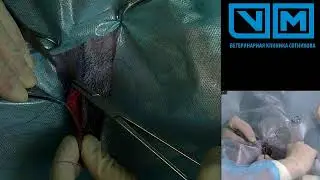 Прямая трансляция операции Абрамова Марина. (Кастрация кобеля)