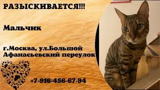 Пропал кот! Мальчик. Московская область, г.Москва.
