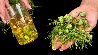 Mit diesem Öl sieht meine Großmutter mit 65 wie 35 aus. Das beste Kollagen aus Thuja-Knospen