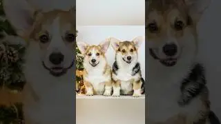 📞 + 7920-766-98-30 Продаются щенки 🐶 Вельш Корги пемброк. Доставку организовываем 🚙✈️