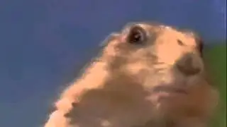 злобный взгляд суслика