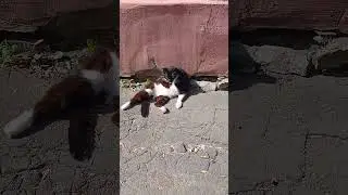 да, котик?