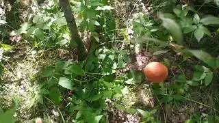 Подосиновики пошли! 😉