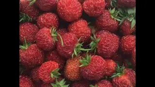 Земляника МИЦЕ ШИНДЛЕР, проверенный сорт, отличный урожай.