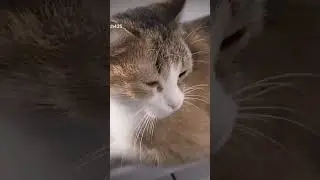 видео мое!! я выкладывал в тт