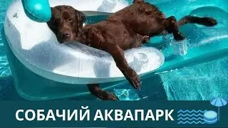 Про Собак.  Приколы с Собаками в Воде. Смешные Собаки.