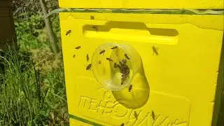 Леток из банки БРиК (двухрамочный отводок)