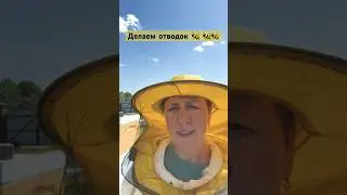 Как сделать отводок  пчел 🐝 без заморочек 