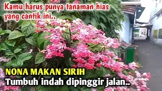 NONA MAKAN SIRIH - KAMU HARUS PUNYA TANAMAN HIAS YANG CANTIK INI !!