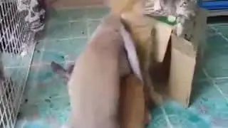 быстрый кроль