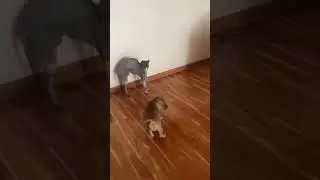 📞+7 (902) 471-28-33 Продаются девочки 🐶🎀 Стаффордширского бультерьера с  выставочной перспективой
