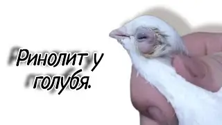 Ринолит у голубя. Как мы его лечили?