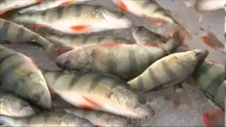 Зимняя рыбалка в Астрахани