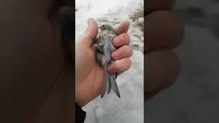 Ловля чечетки на сеть!