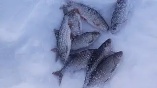 Ловля живцов на налима! 4К. 16 марта 2023г