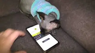 Котенок играет в телефон.