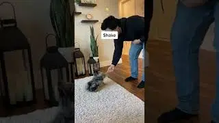 14 EASY tricks to teach your Pomeranian puppy 🐕😍 You Got To See This! 
