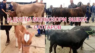МОЛБОЗОРИ ЭШБЕК САТТАРОВ НАРХИ БУКА ГОВ 27.10.2024.г
