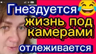 Жизнь под камерами. Гнездование 🤦‍♀️Деревенскийдневникоченьмногодетноймамы/матьгероиня/обзоры
