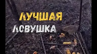 Одна из ЛУЧШИХ ЛОВУШЕК на Фазана и Куропатку. Поймал курицу!