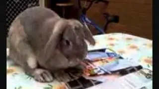 Rabbit eats magazine