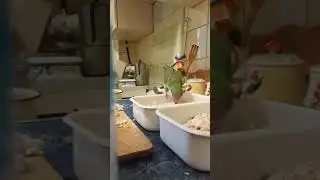 Холодец....из попугая сейчас будет)))