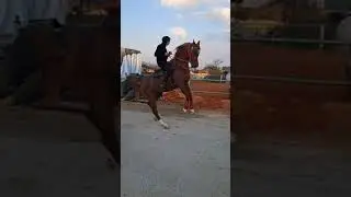 #الحصان_العربي بطل الميادين برق النيناوي ابن الفحل إكسترا اوز #الخيل_العربية  #arabianhorse #الخيل