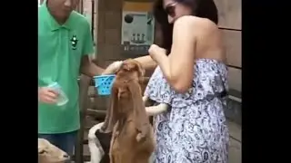 Lucu banget BABY MARGARETHA kasih n3n3n kambing