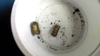 How to Sex Isopods!