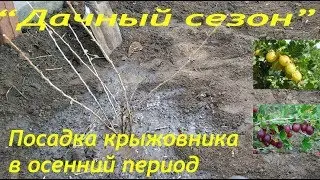 Посадка крыжовника в осенний период